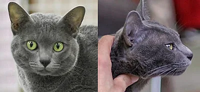 Korat - Small-Medium cat breed