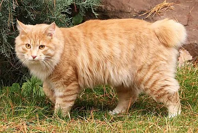 Kurilian Bobtail - Medium-Large cat breed