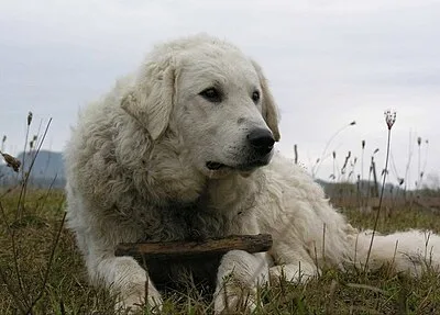 Kuvasz - Giant dog breed