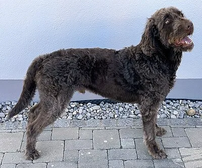 Labradoodle - Medium-Large dog breed