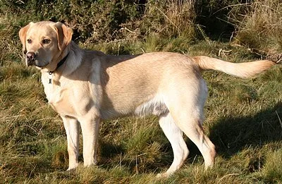 Labrador Retriever - Large dog breed
