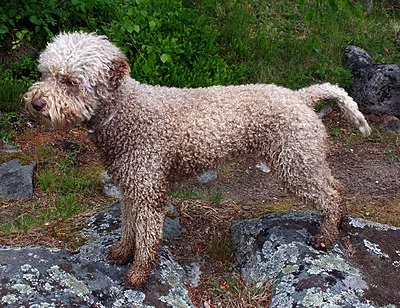 Lagotto Romagnolo - Medium dog breed