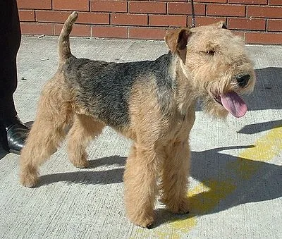 Lakeland Terrier - Small dog breed