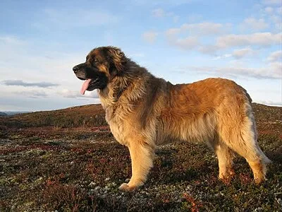 Leonberger - Giant dog breed