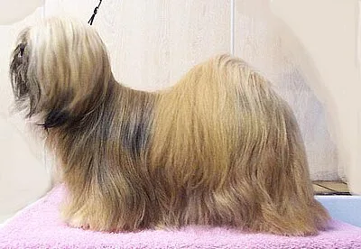 Lhasa Apso - Small dog breed