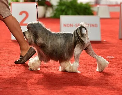Lowchen - Small dog breed