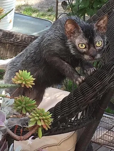 Lykoi - Small-Medium cat breed