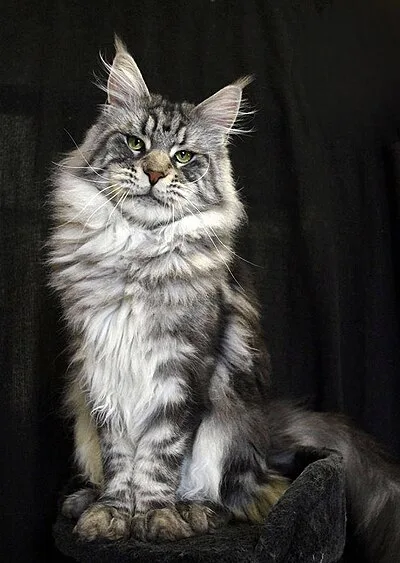 Maine Coon - Large-Giant cat breed