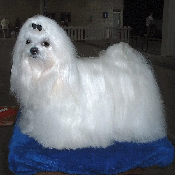 Maltese - Toy dog breed