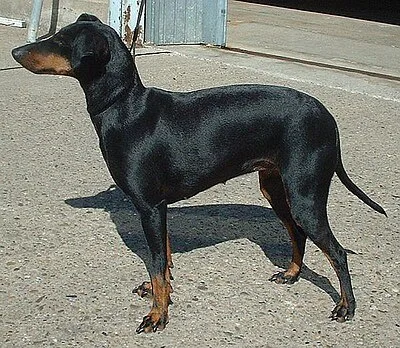 Manchester Terrier - Small dog breed