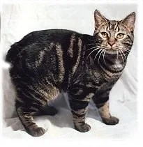 Manx - Medium cat breed