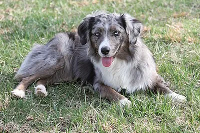 Miniature American Shepherd - Small-Medium dog breed