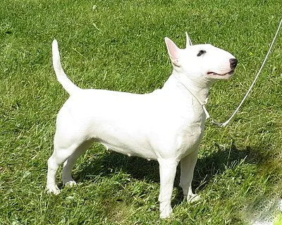 Miniature Bull Terrier - Small dog breed