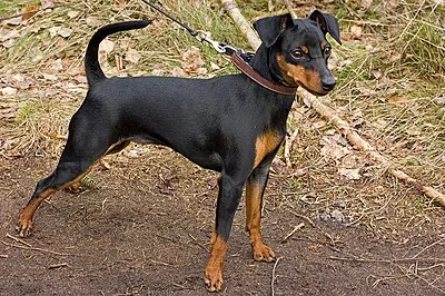 Miniature Pinscher - Toy dog breed