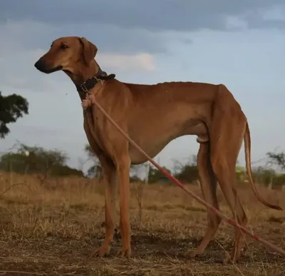 Mudhol Hound - Large dog breed