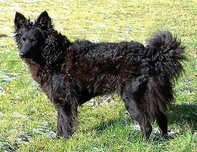 Mudi - Medium dog breed