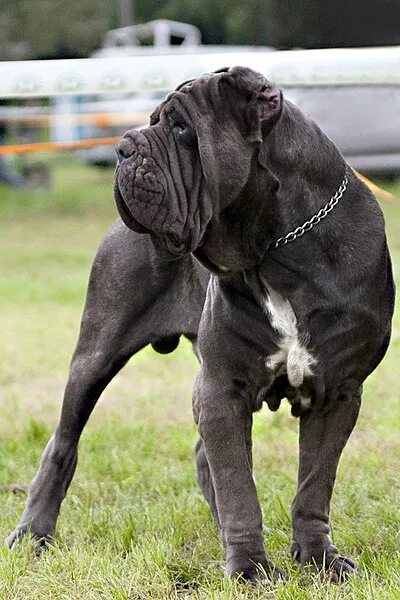 Neapolitan Mastiff - Giant dog breed