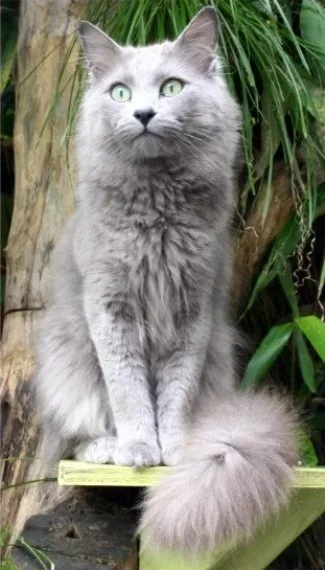 Nebelung - Medium cat breed