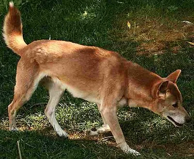New Guinea Singing Dog - Medium dog breed