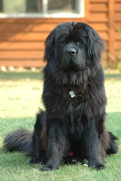 Newfoundland - Giant dog breed