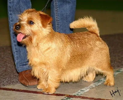 Norfolk Terrier - Small dog breed