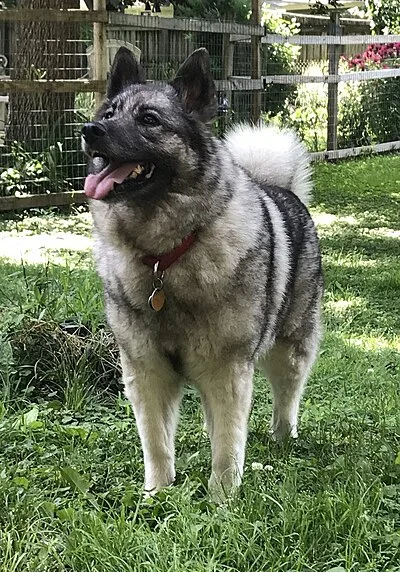 Norwegian Elkhound - Medium dog breed