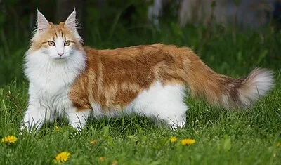 Norwegian Forest Cat - Large cat breed