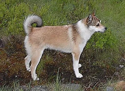 Norwegian Lundehund - Small dog breed