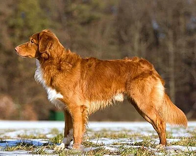 Nova Scotia Duck Tolling Retriever - Medium dog breed