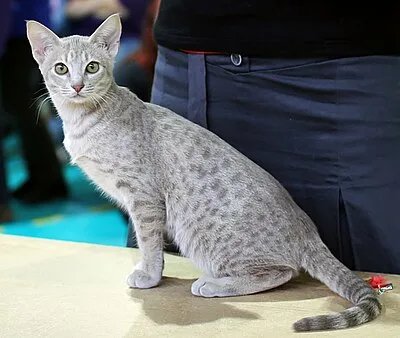 Ocicat - Medium-Large cat breed