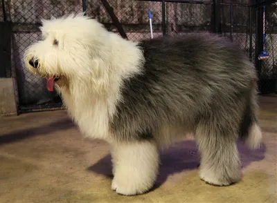 Old English Sheepdog - Large dog breed