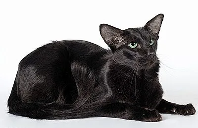 Oriental Longhair - Medium cat breed