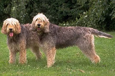 Otterhound - Large dog breed
