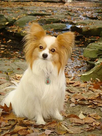 Papillon - Toy dog breed