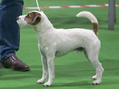 Parson Russell Terrier - Small dog breed