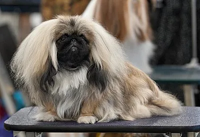 Pekingese - Small dog breed