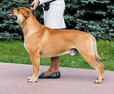 Perro de Presa Mallorquin - Large dog breed