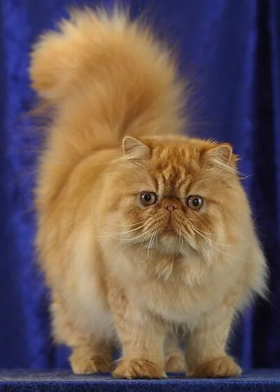 Persian - Medium-Large cat breed