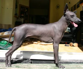 Peruvian Inca Orchid - Varies dog breed
