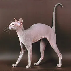 Peterbald - Medium cat breed