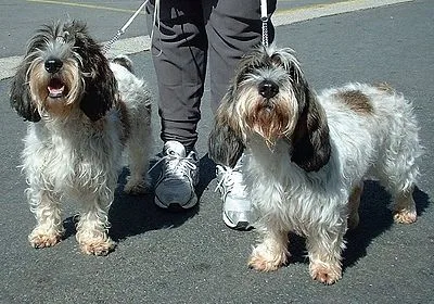 Petit Basset Griffon Vendeen - Small-Medium dog breed