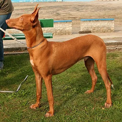 Pharaoh Hound - Medium-Large dog breed