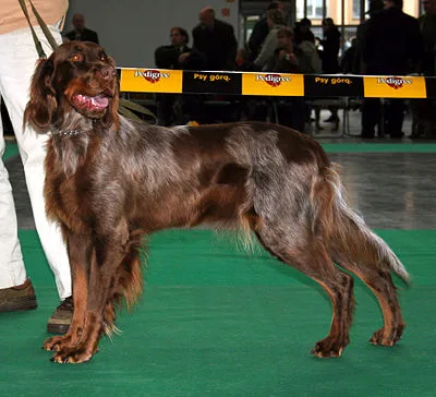 Picardy Spaniel - Large dog breed