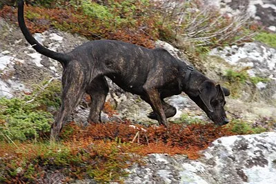 Plott Hound - Large dog breed