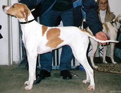 Pointer - Large dog breed