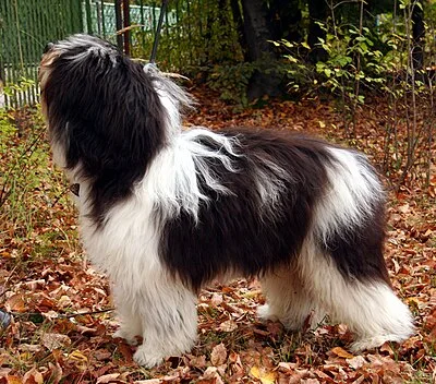 Polish Lowland Sheepdog - Medium dog breed