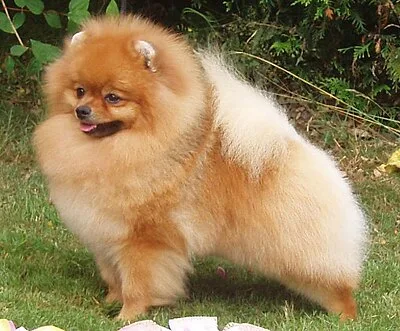 Pomeranian - Toy dog breed