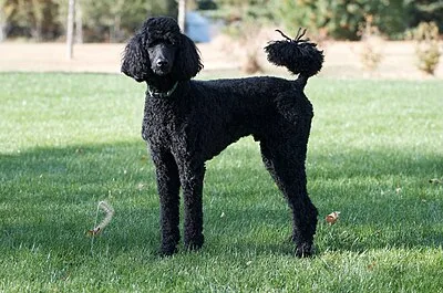 Poodle - Varies dog breed