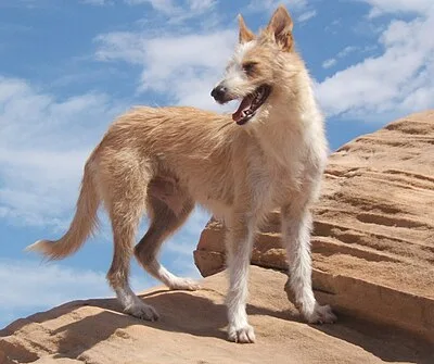 Portuguese Podengo - Varies dog breed