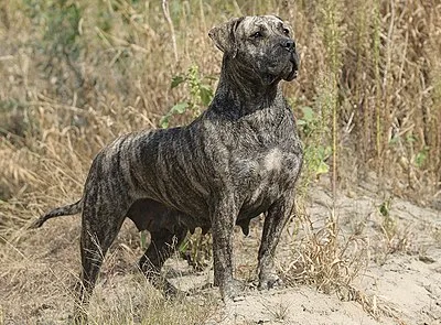 Presa Canario - Large dog breed